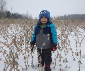 child-standing-in-winter-soy-bean-deer-feed