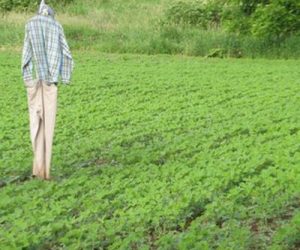 scare-crow-in-soy-bean-food-plot