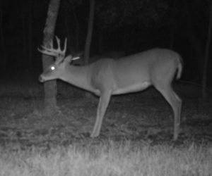 deer-camera-buck