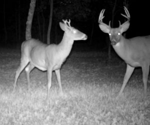 two-bucks-on-deer-camera