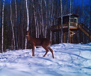 deer-on-food-plot-in-front-of-cabin