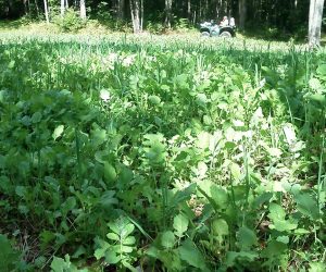 rape-deer-food-plot