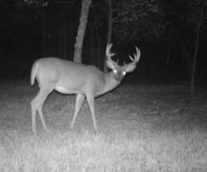 buck-on-food-plot-at-night