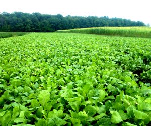 mixed-food-plot-plants