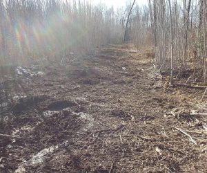 new-trail-created-in-woods-in-spring