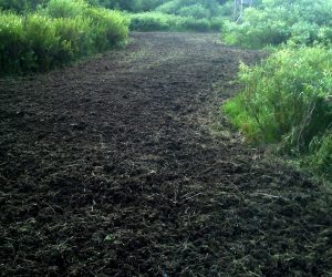 trail-in-woods-newly-planted