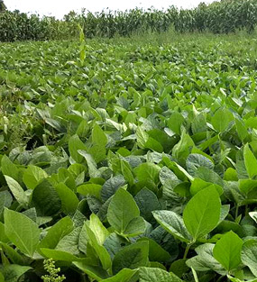 soybeans-plants-with-corn-stand